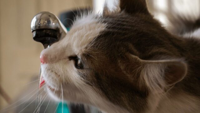 猫が新鮮な水を好む様子